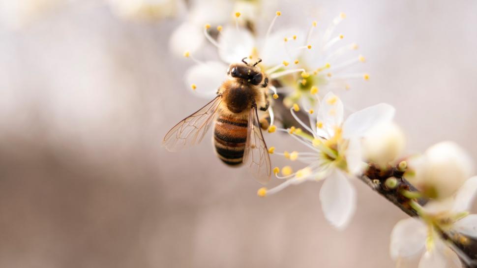Free Image of Close-up of a bee on a blossoming white flower 