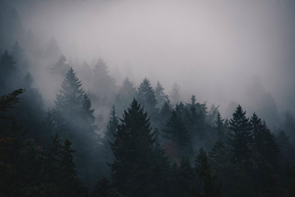 Free Image of Dense forest shrouded in mist, creating a mystic feel 