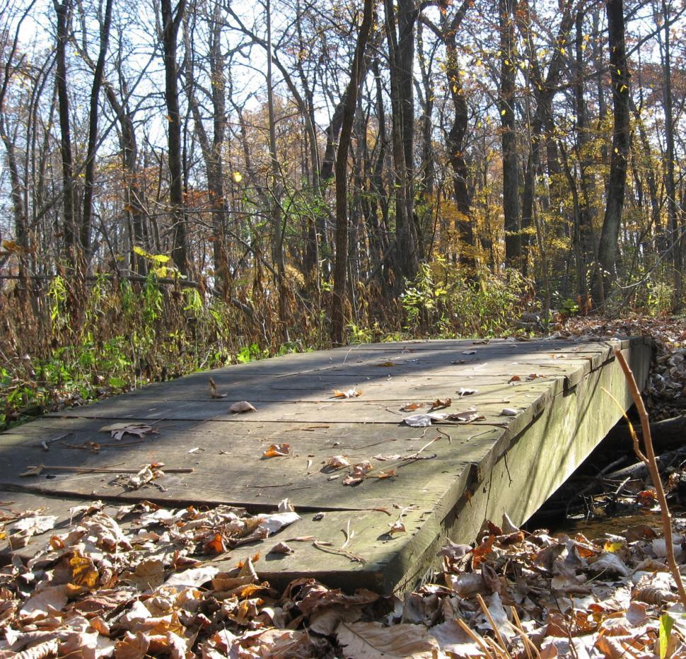 Free Image of Wooden Bridge Spanning Forest Creek 