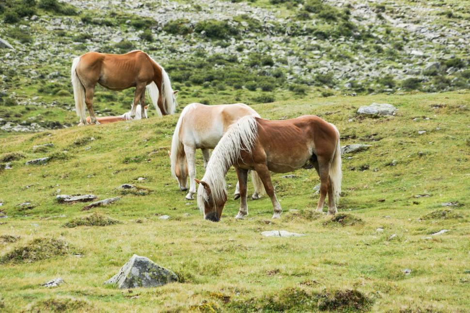 Free Image of Horses grazing on a green hillside in a mountainous area 