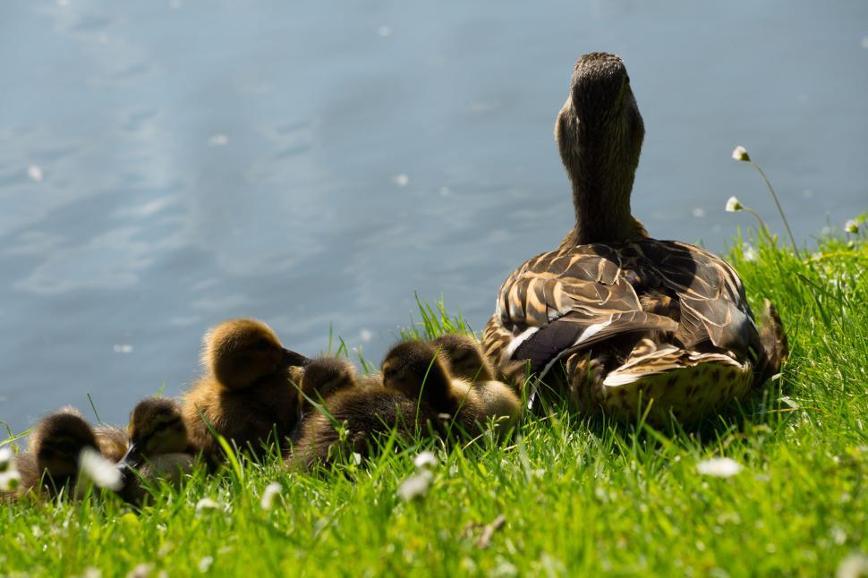 Free Image of Duck with ducklings by the water on a bright sunny day 