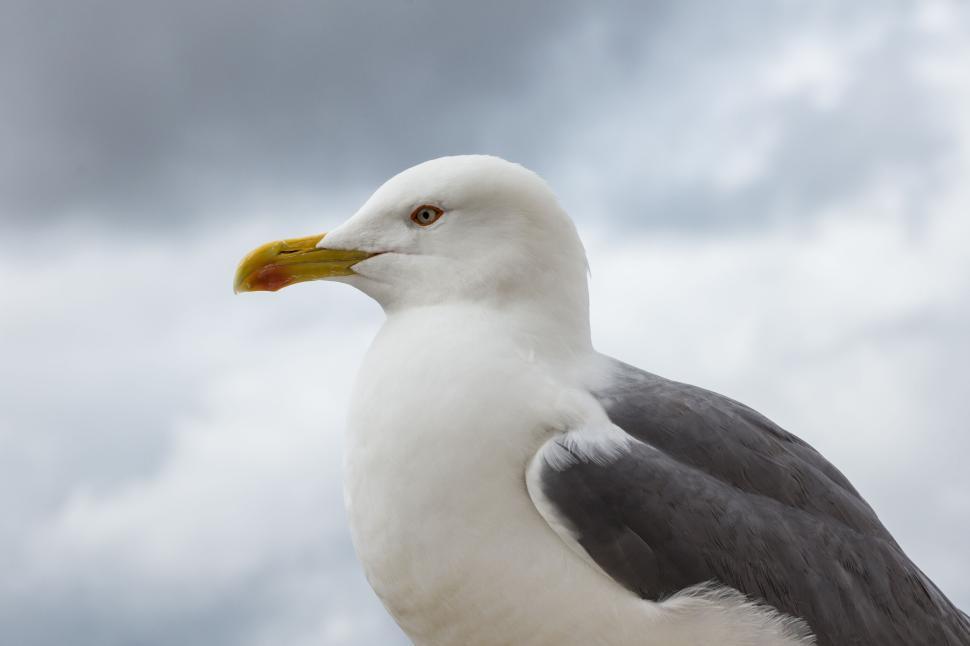 Free Image of Seagull Gazing Against a Cloudy Sky in the Daylight 