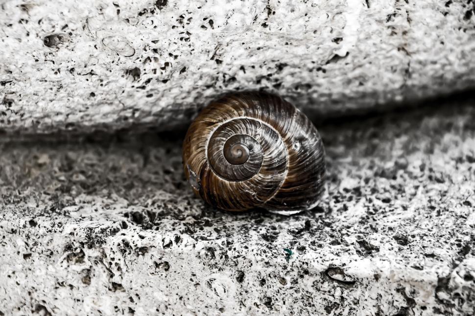 Free Image of Snail Shell on a Textured Stone Surface Outdoors Closeup 