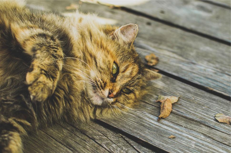 Free Image of Fluffy cat lounging on wooden deck, looking content. 