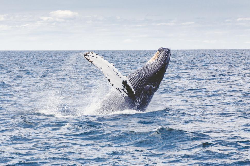 Free Image of Humpback Whale Breaching Out of the Ocean Water 