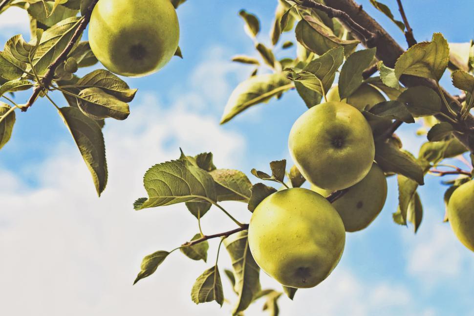 Free Image of Green apples hanging from branches against blue sky. 