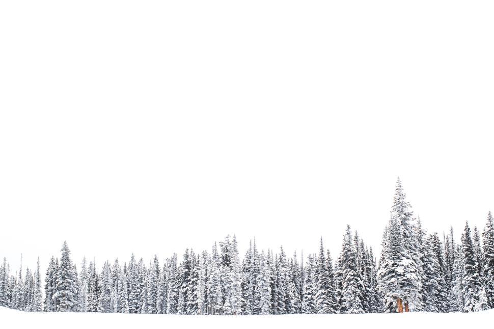 Free Image of Snow-covered pine trees under white sky in winter scenery. 