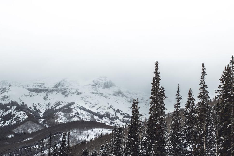 Free Image of Snowy mountain landscape with tall pine trees. 