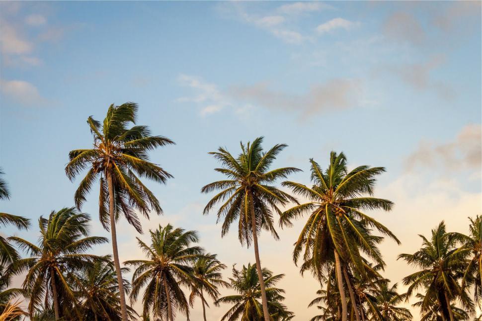 Free Image of Palm trees with tall trunks and lush fronds under clear sky. 