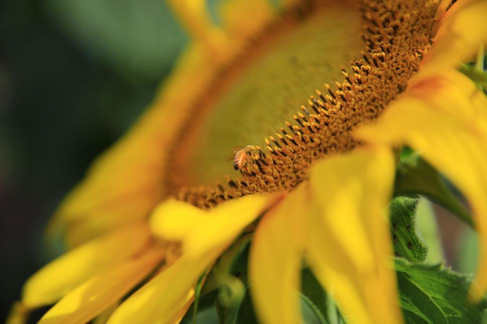 Free Image of Close-up of a bright sunflower with a bee on it 