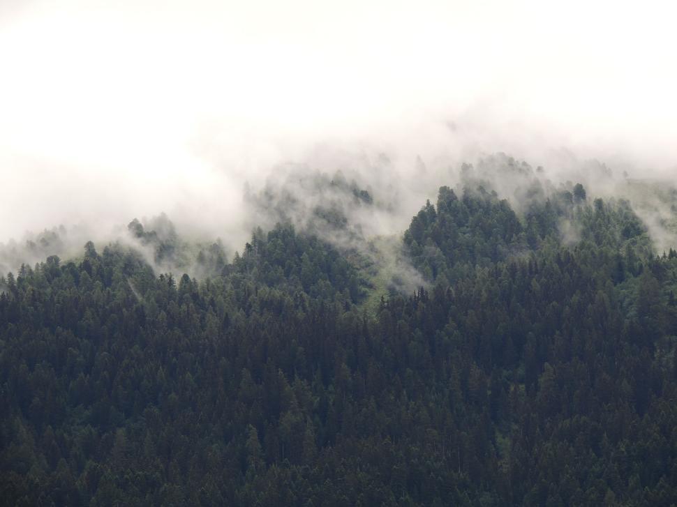 Free Image of Fog rolling over lush green forested hillside 