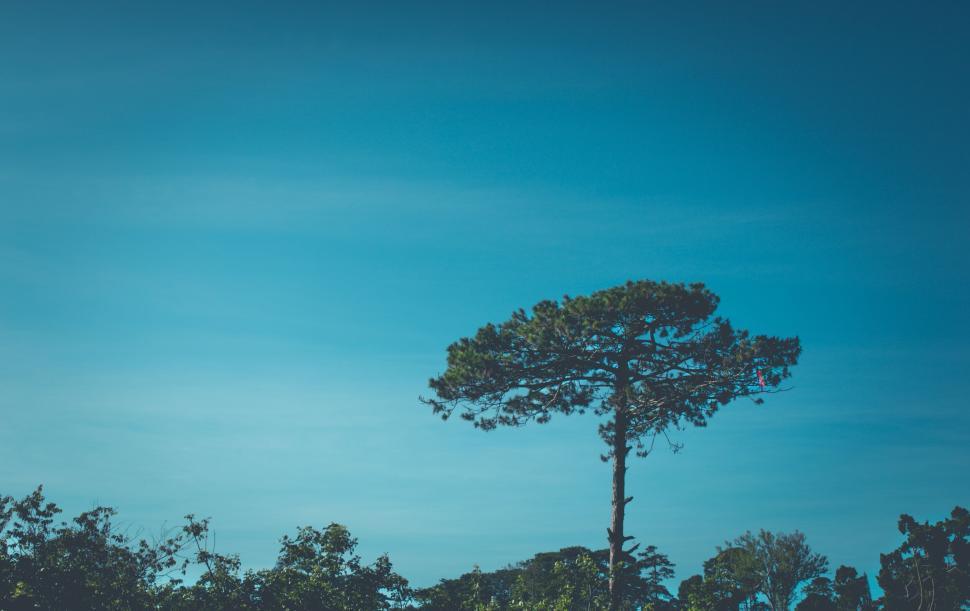 Free Image of Tall solitary tree standing against a clear blue sky. 