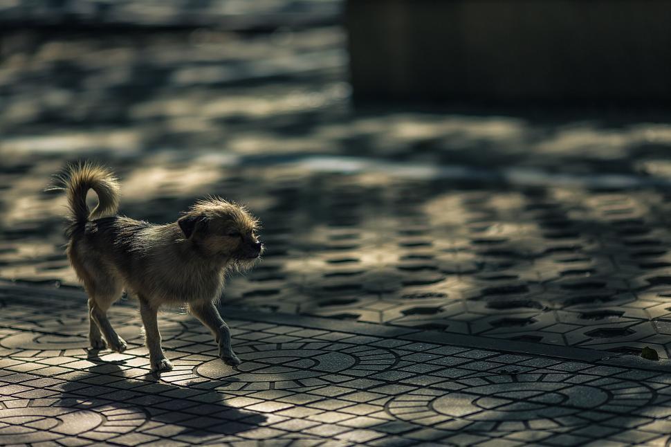 Free Image of Lonely small dog walking on patterned sidewalk in sunlight 