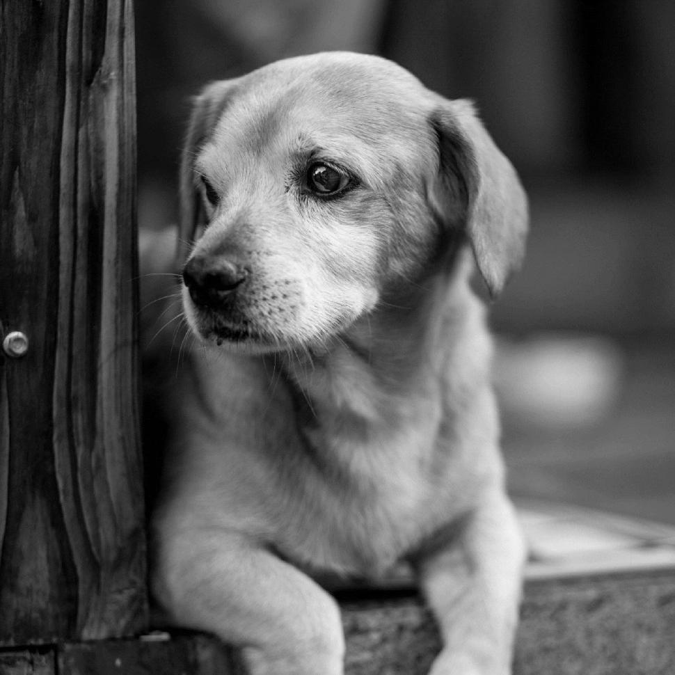 Free Image of Golden retriever puppy partially visible in frame 