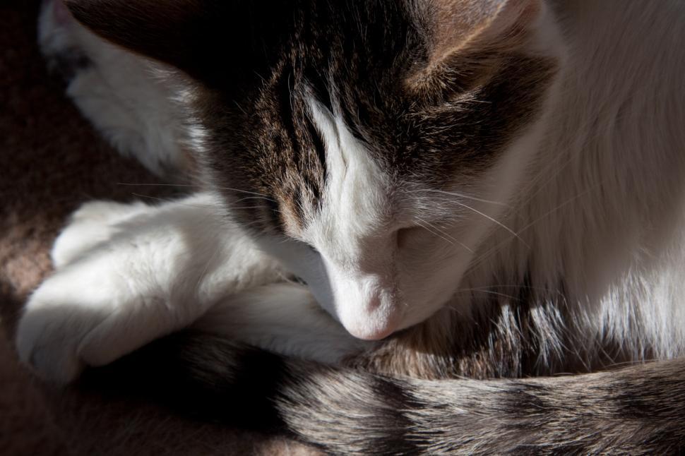 Free Image of Fuzzy Cat 