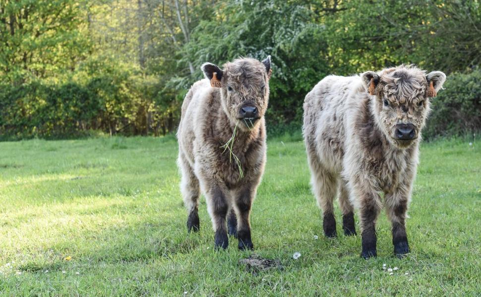 Free Image of Fluffy cows grazing on green grass in sunny meadow 