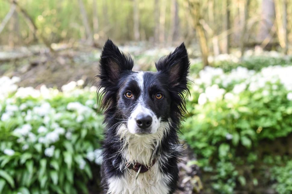 Free Image of Black and white dog sitting in grassy forest area 