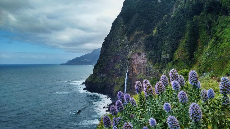 Free Image of Vibrant coastal cliffside with purple flowers in bloom 