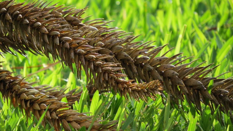 Free Image of Close-up of unique spiky plant against vibrant green grass 