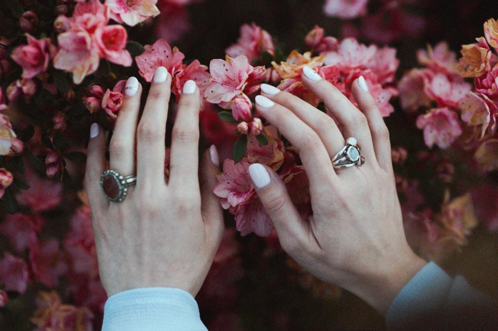 Free Image of Two hands with rings gently touching pink blossoms. 
