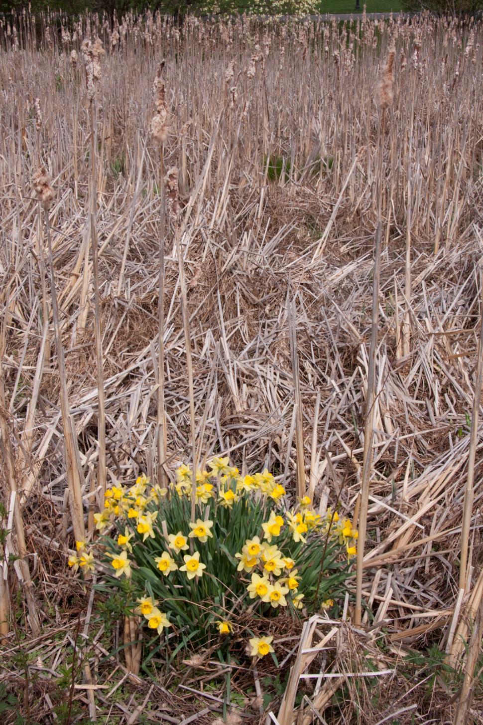 Free Image of Yellow Flowers 