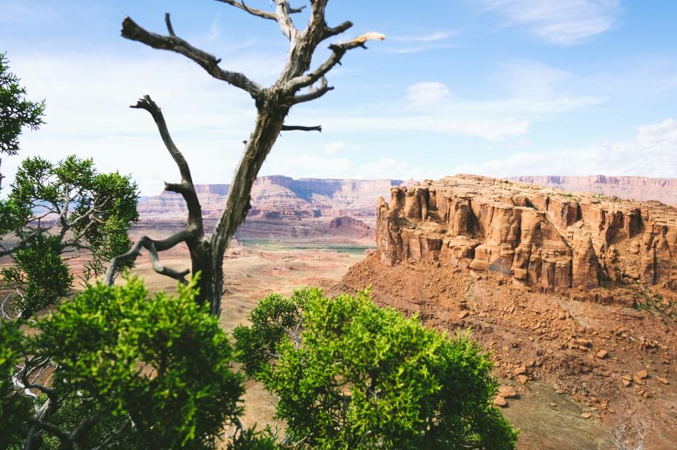 Free Image of Majestic desert cliffs viewed through tree branches. 
