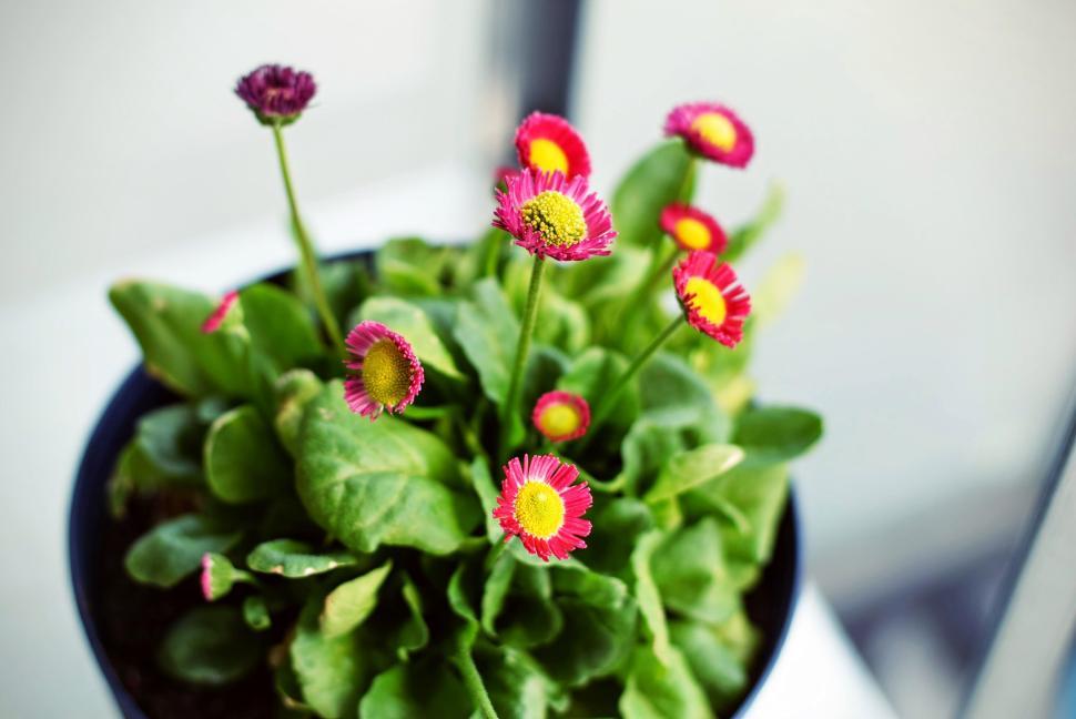 Free Image of Vibrant pink flowers blooming in a small indoor pot. 