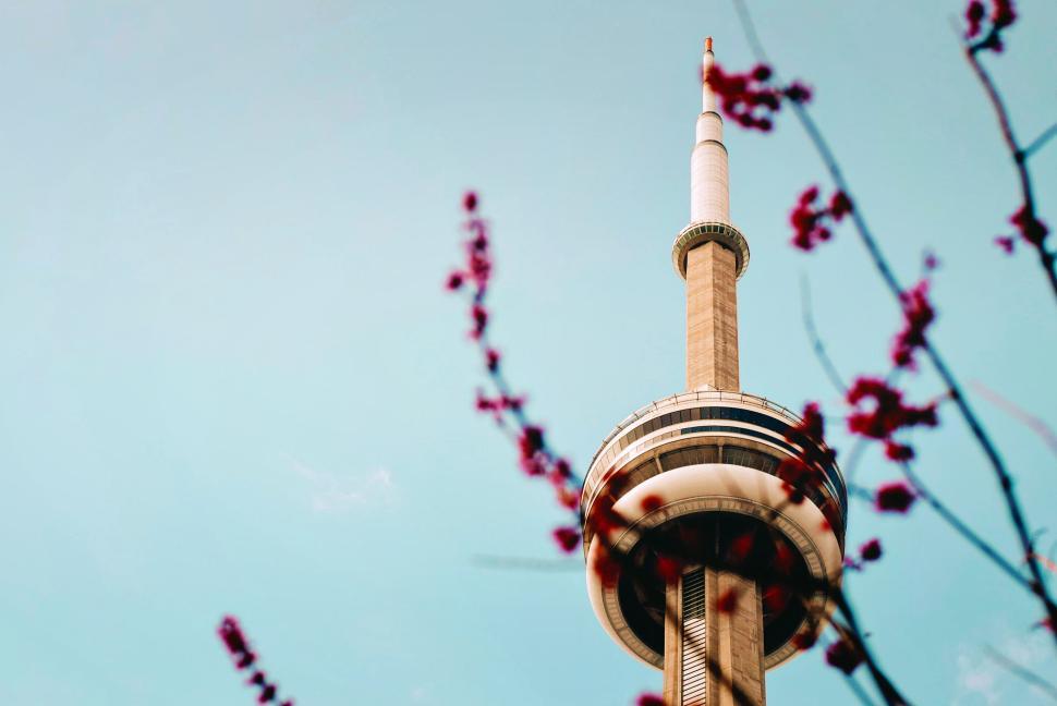 Free Image of Close-up view of the CN Tower framed by pink blossoms. 