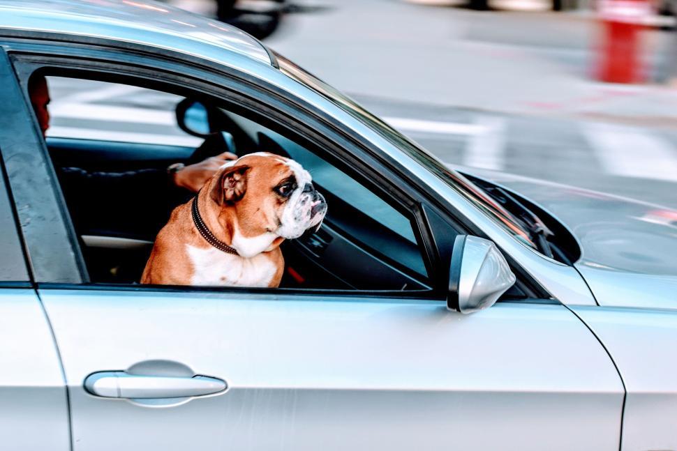Free Image of Bulldog enjoying a car ride with window rolled down 