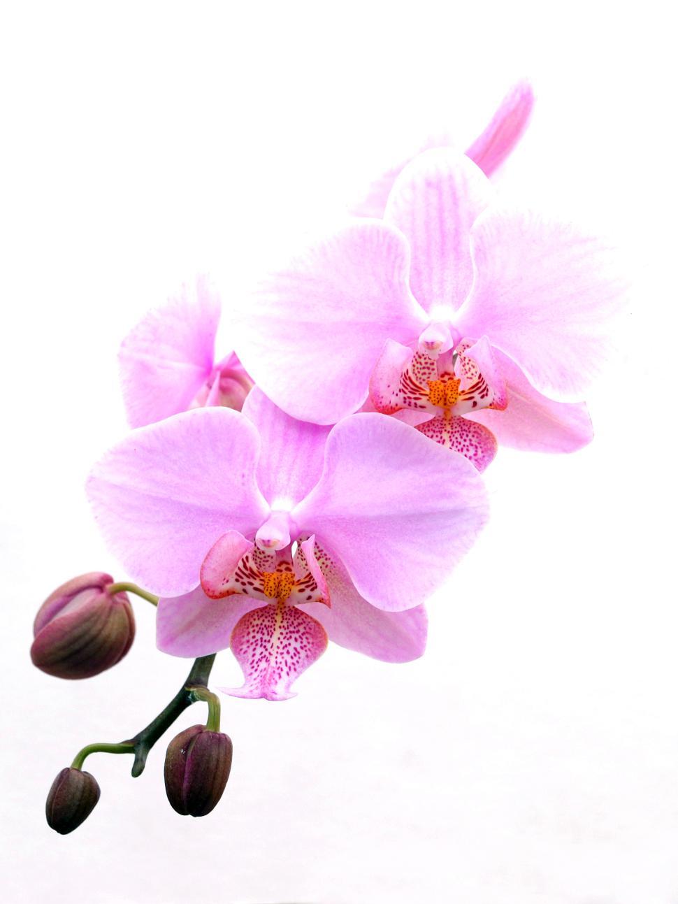 Free Image of Pink Moth Orchid Flowers 