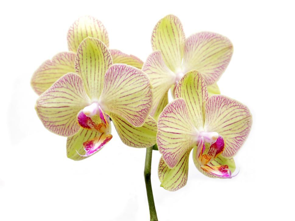 Free Image of Yellow Moth Orchid Flowers 