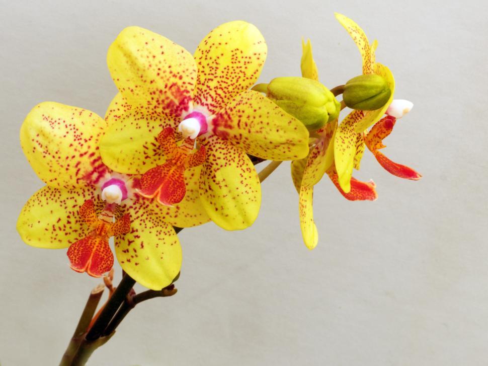 Free Image of Yellow Moth Orchid Flowers and Buds 
