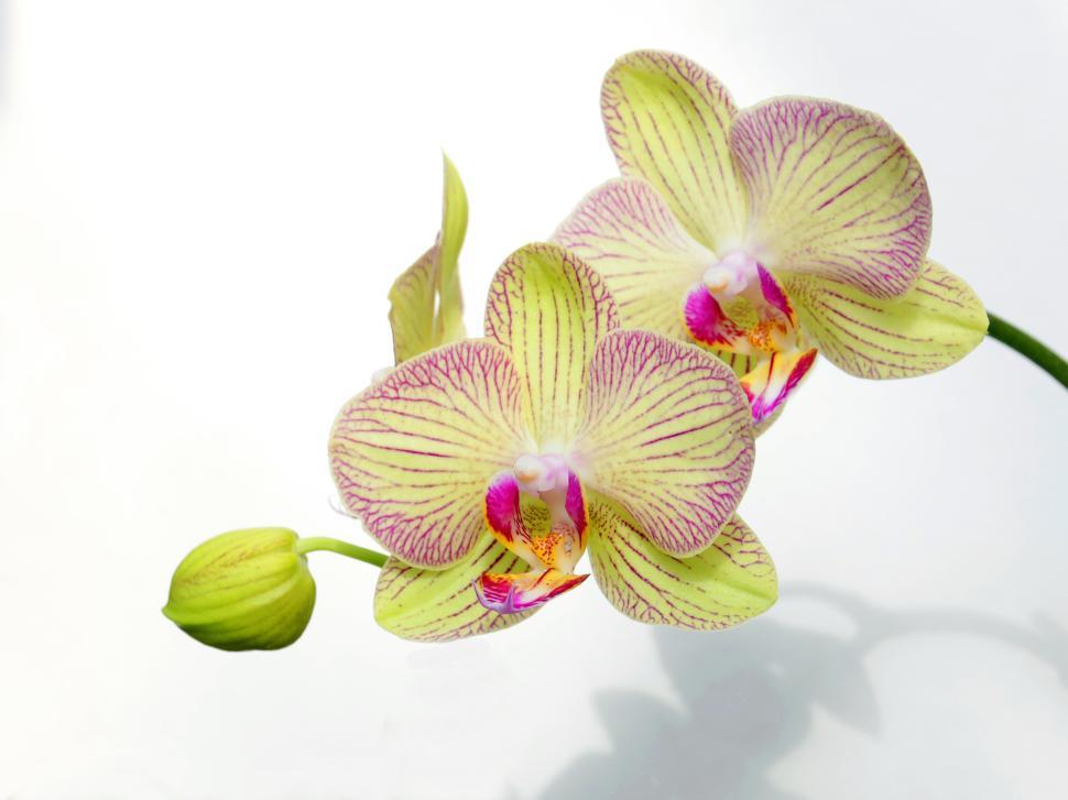 Free Image of Yellow Moth Orchid Flowers 