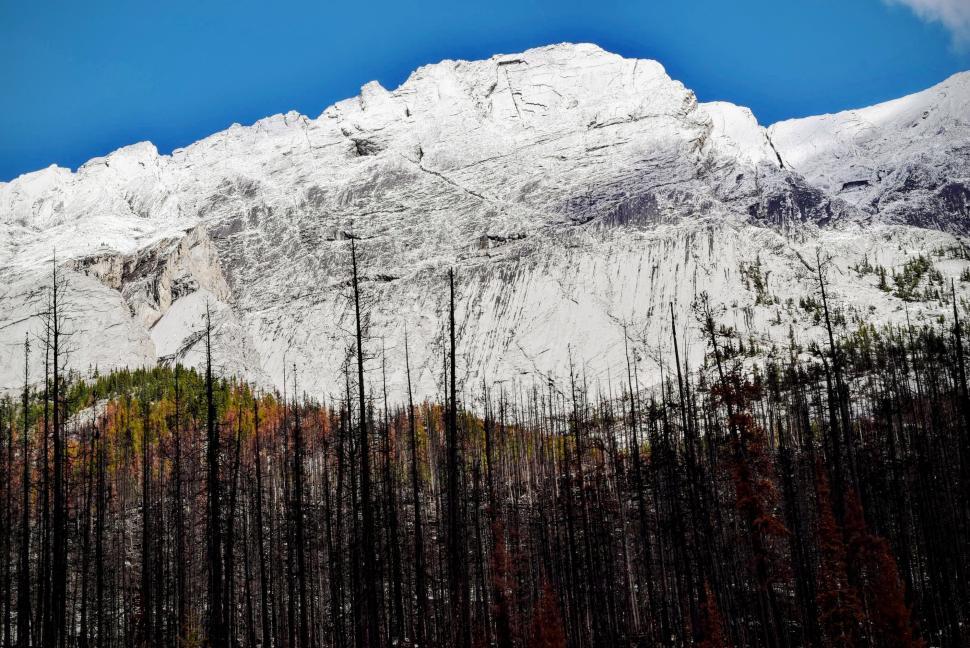 Free Image of Snow-covered mountain with charred trees in foreground. 