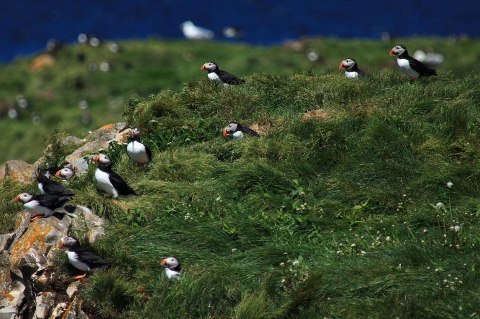 Free Image of Puffins 