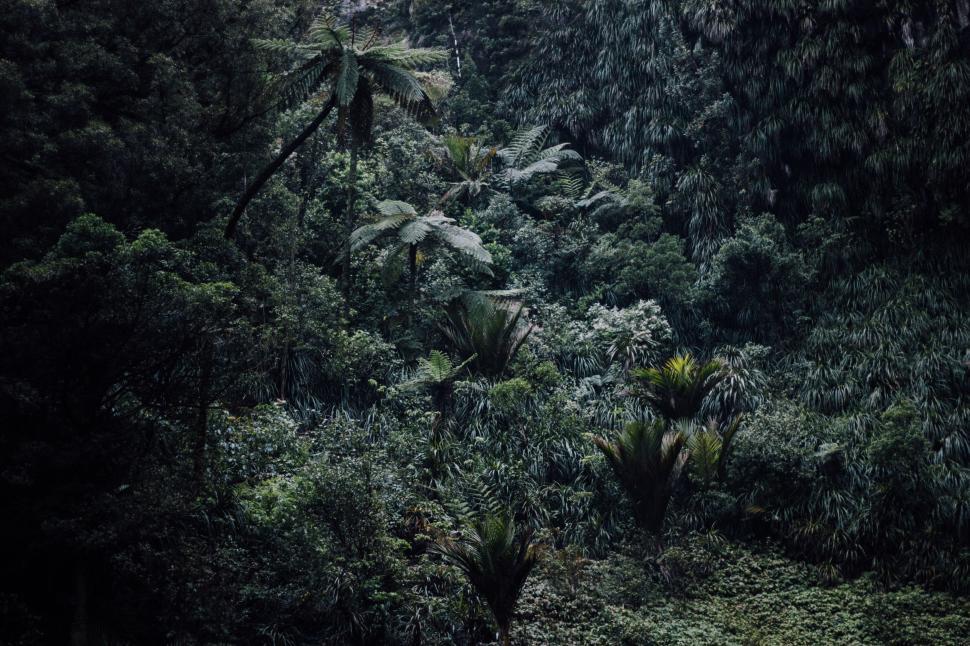 Free Image of Dense tropical jungle with tall palm trees and greenery 