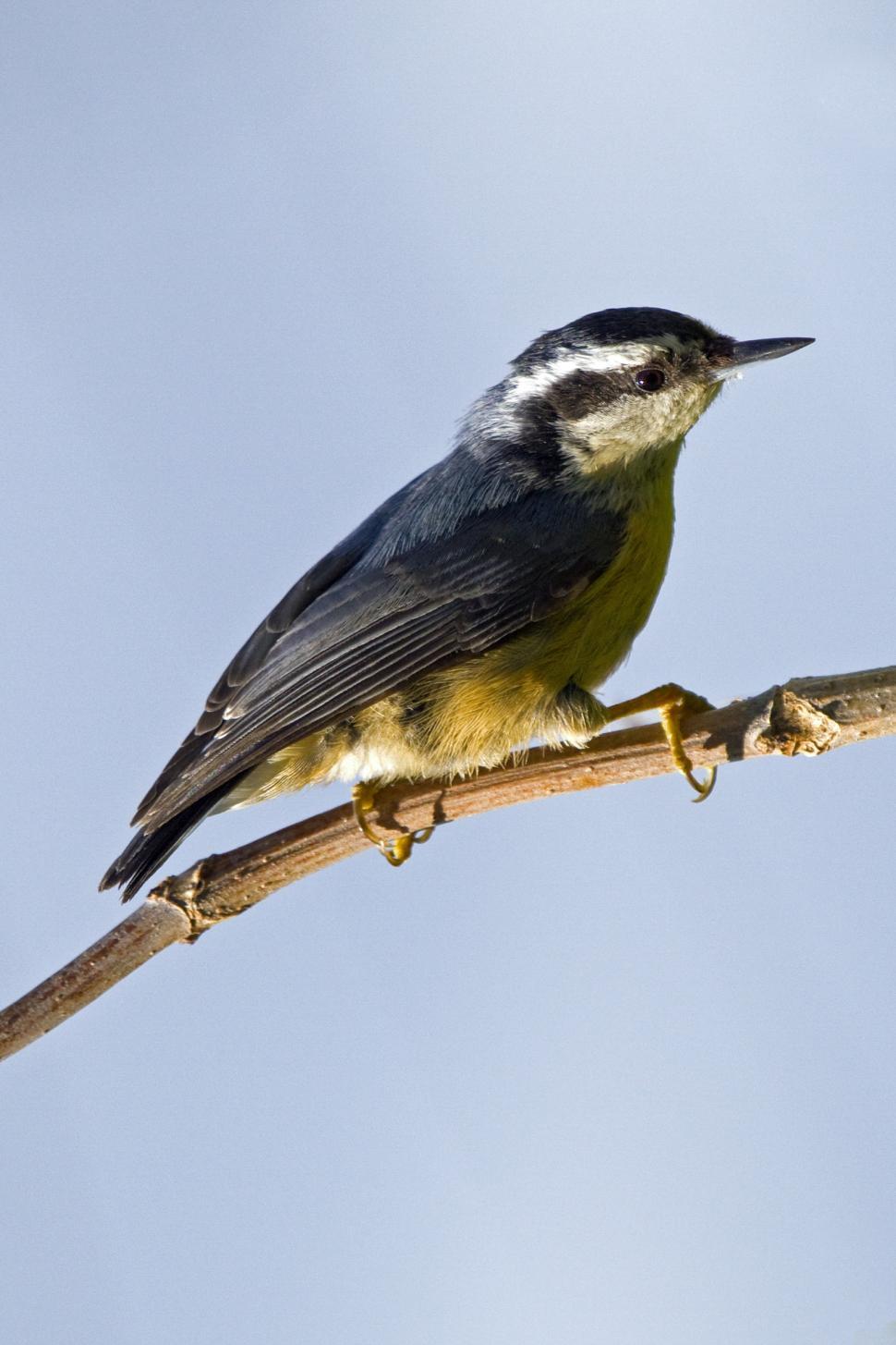 Free Image of Nuthatch 