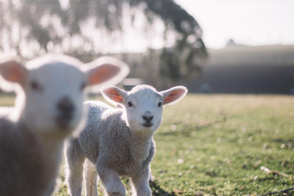 Free Image of Close-up of two young lambs on a sunny pasture 