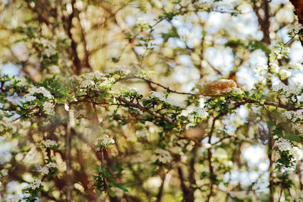 Free Image of Springtime blossoms on tree branches with sunlight 