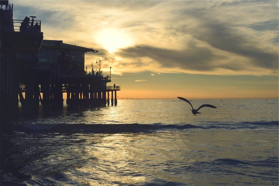 Free Image of Sunset over ocean with pier silhouette and flying seagull. 