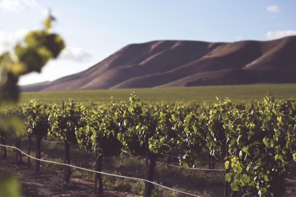 Free Image of Vineyard with mountains in the background on sunny day 