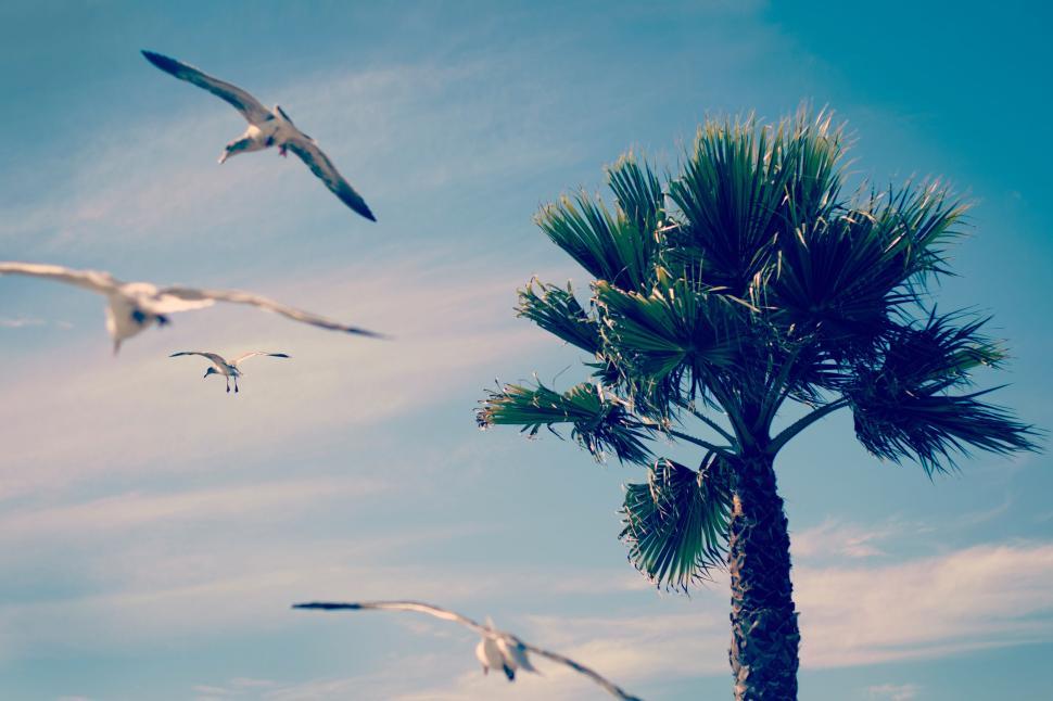 Free Image of Seagulls flying near palm tree under clear blue sky 