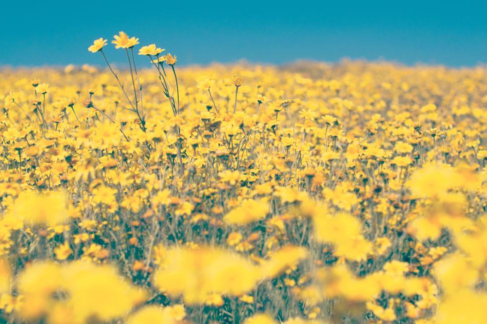 Free Image of Bright yellow wildflowers under clear blue sky. 