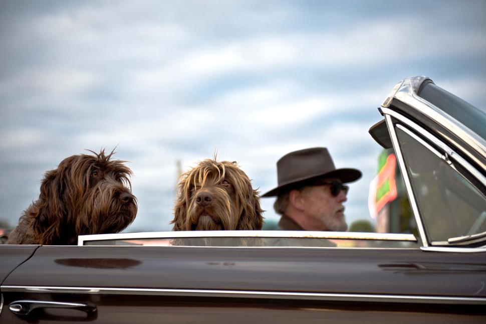 Free Image of Two dogs in convertible car with sky backdrop. 