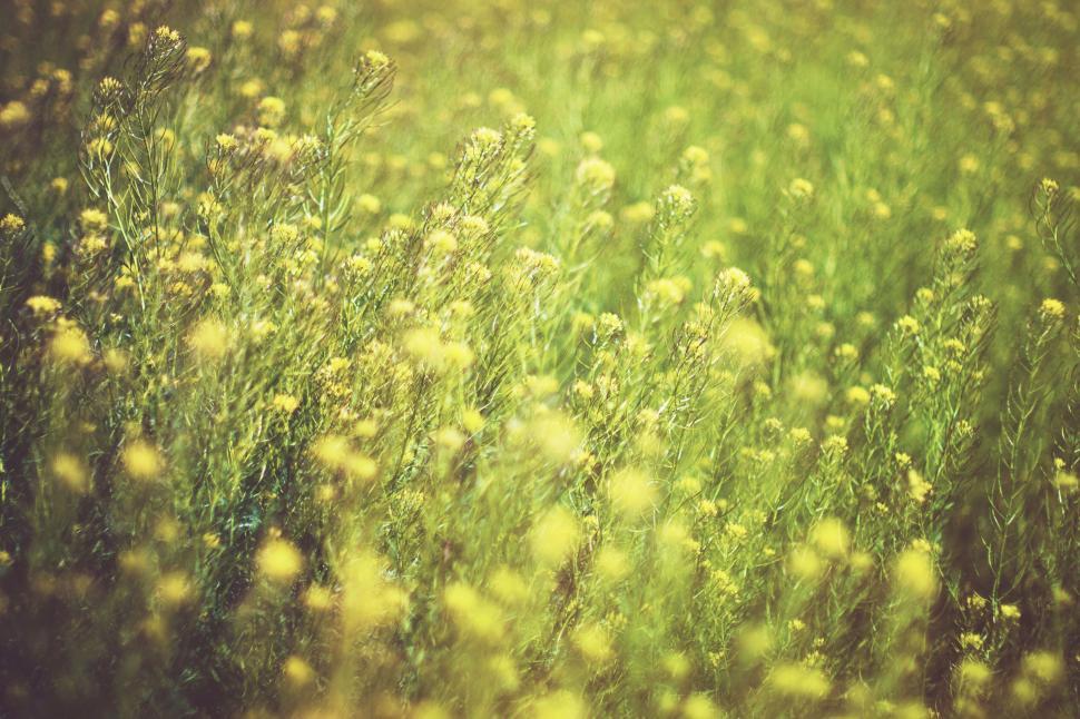Free Image of Beautiful blurred wildflower field on sunny day 