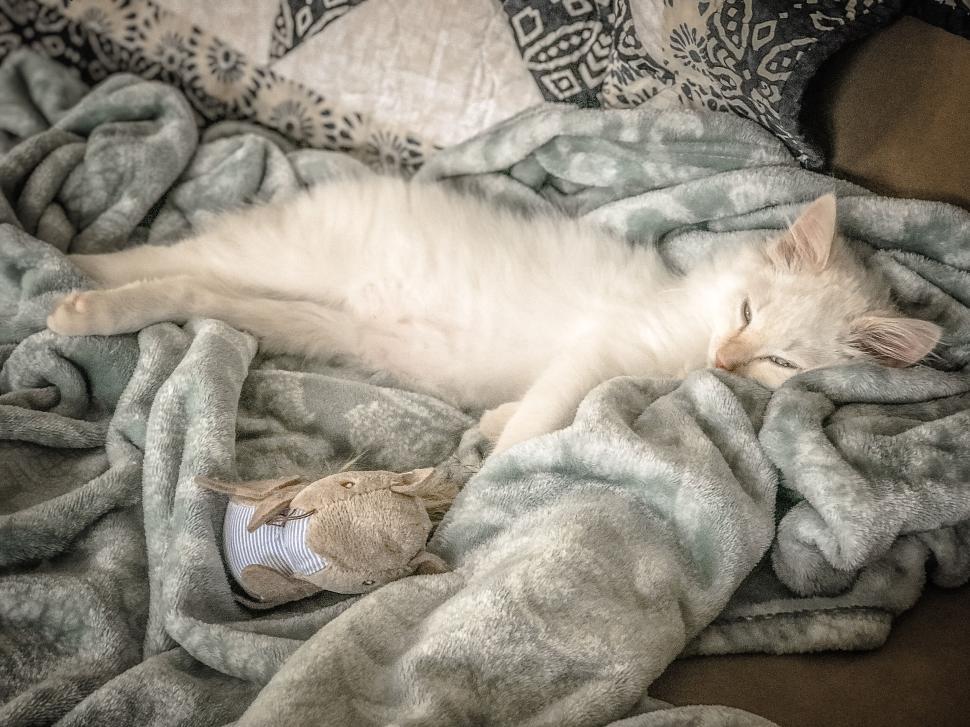 Free Image of White kitten lying comfortably on a soft blanket 
