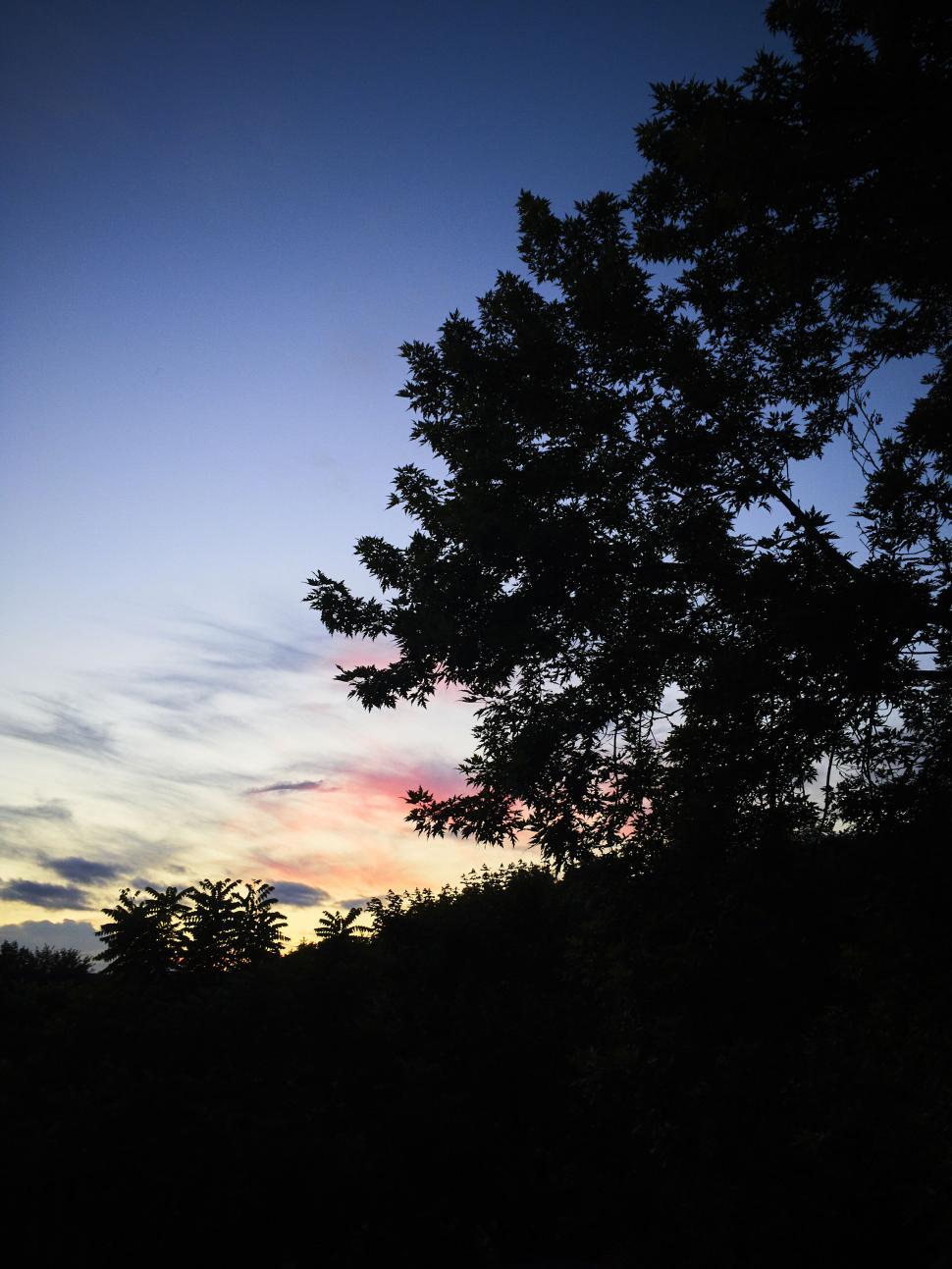 Free Image of Sun setting behind silhouetted trees with twilight sky 