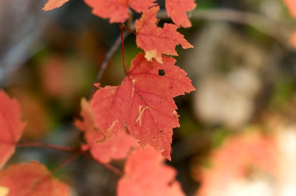 Free Image of Close-up of autumn maple leaves with vibrant red color 