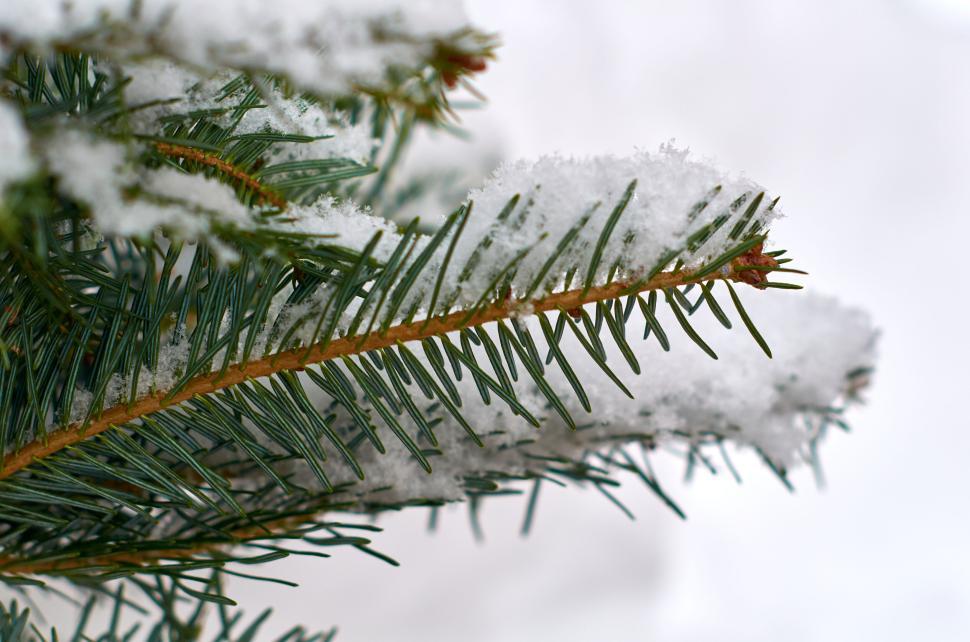 Free Image of Pine tree branch dusted with snow in winter. 