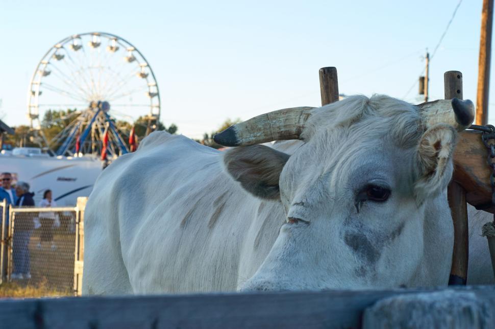 Free Image of White cow standing in pen at rural fair, Ferris wheel. 